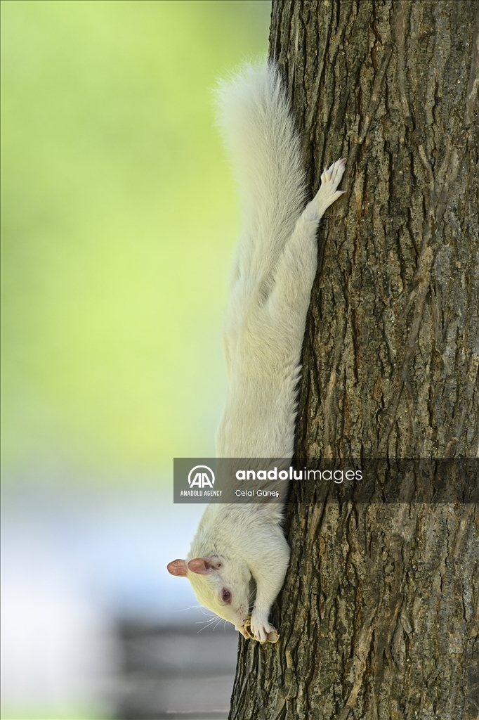 Albino squirrels, one of nature's rare creatures in Washington D.C