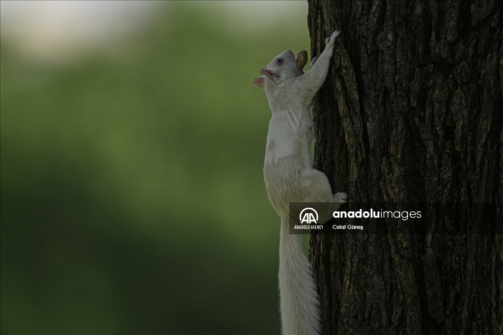 Albino squirrels, one of nature's rare creatures in Washington D.C