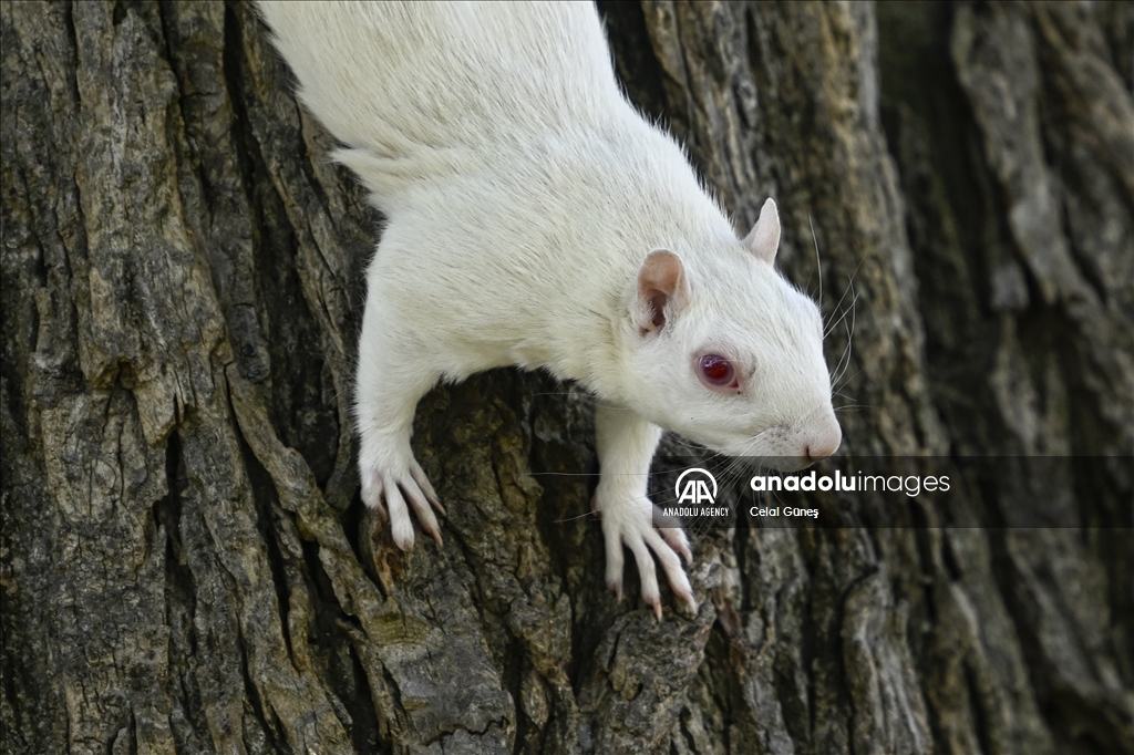 Albino squirrels, one of nature's rare creatures in Washington D.C