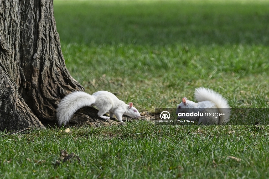 Albino squirrels, one of nature's rare creatures in Washington D.C