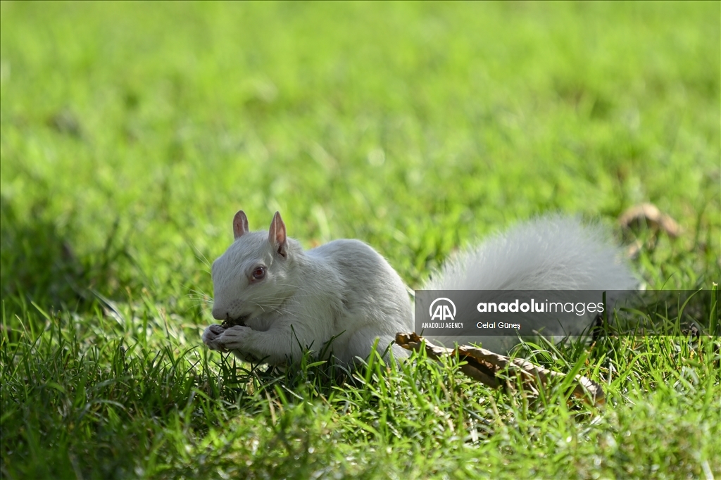 Albino squirrels, one of nature's rare creatures in Washington D.C