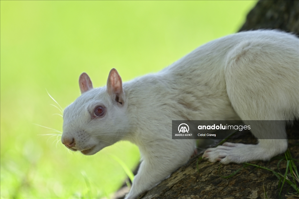Albino squirrels, one of nature's rare creatures in Washington D.C