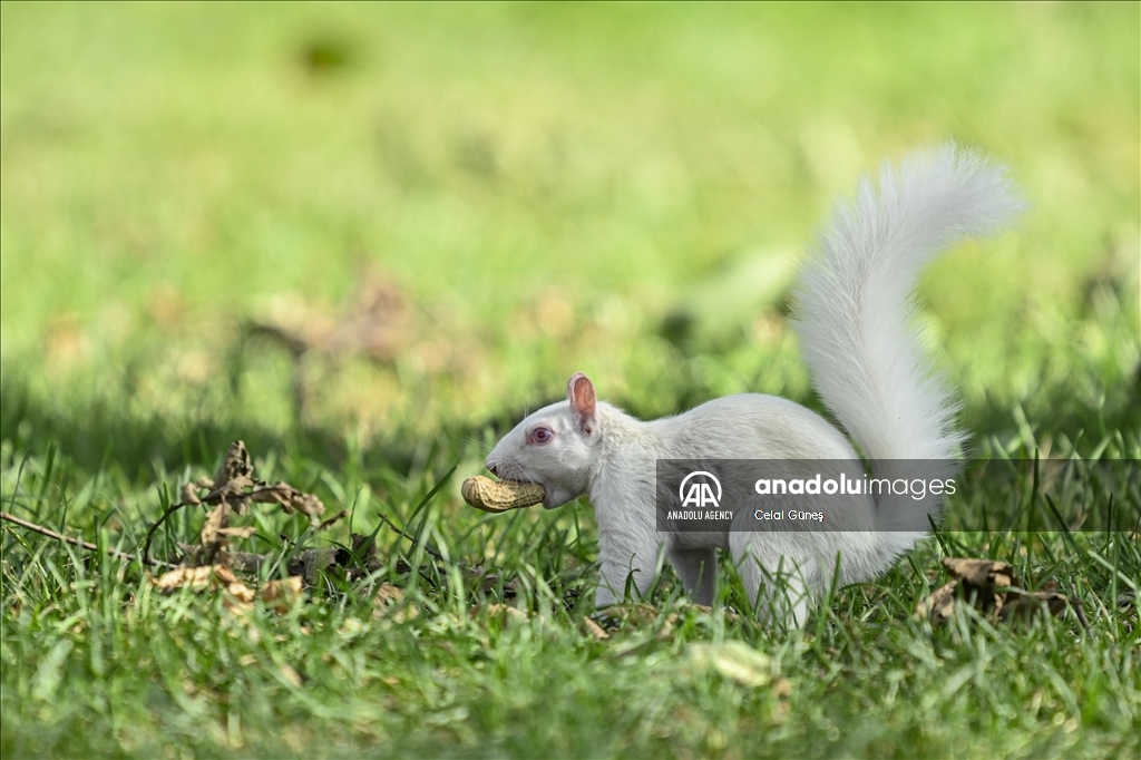 Albino squirrels, one of nature's rare creatures in Washington D.C
