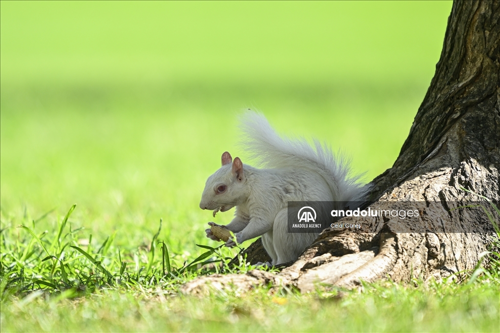 Albino squirrels, one of nature's rare creatures in Washington D.C