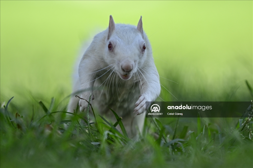 Albino squirrels, one of nature's rare creatures in Washington D.C