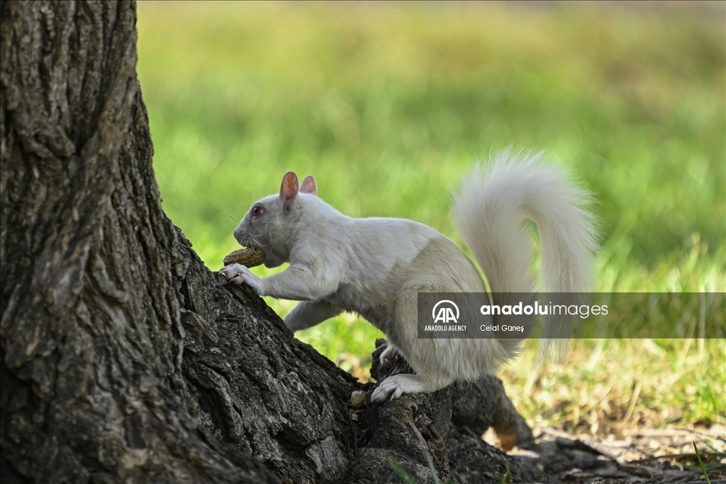 Albino squirrels, one of nature's rare creatures in Washington D.C