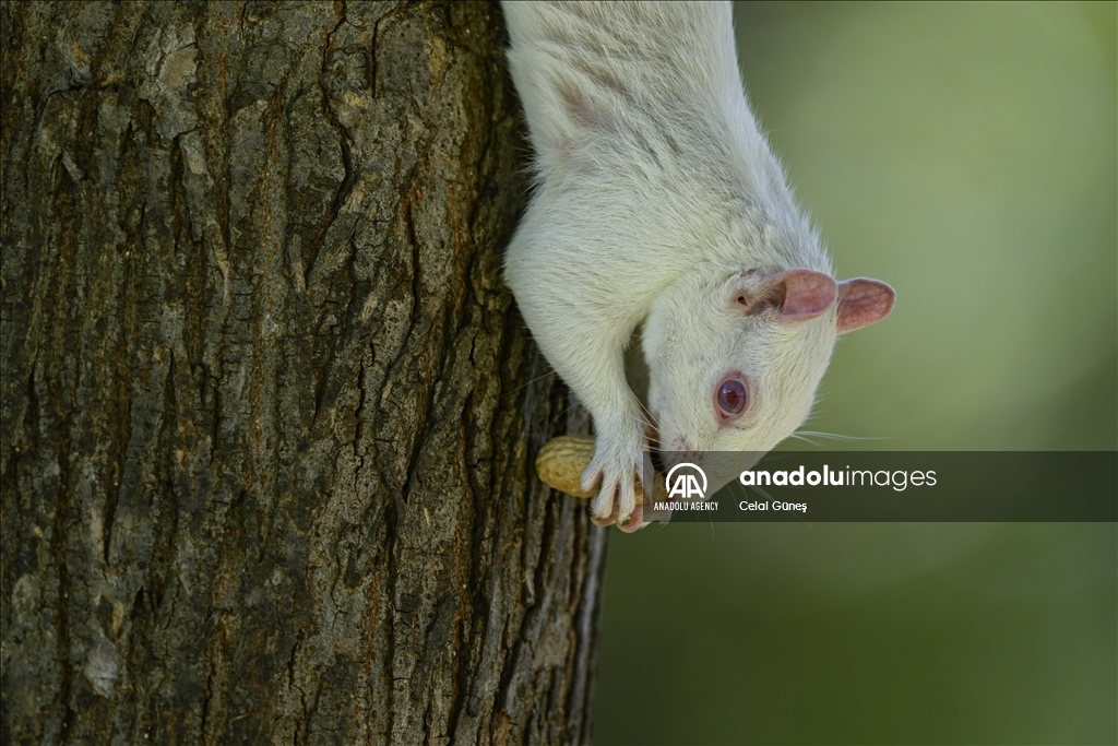Albino squirrels, one of nature's rare creatures in Washington D.C