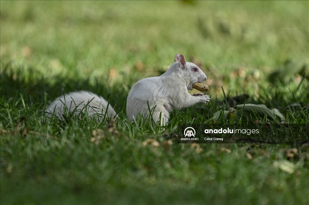 Albino squirrels, one of nature's rare creatures in Washington D.C