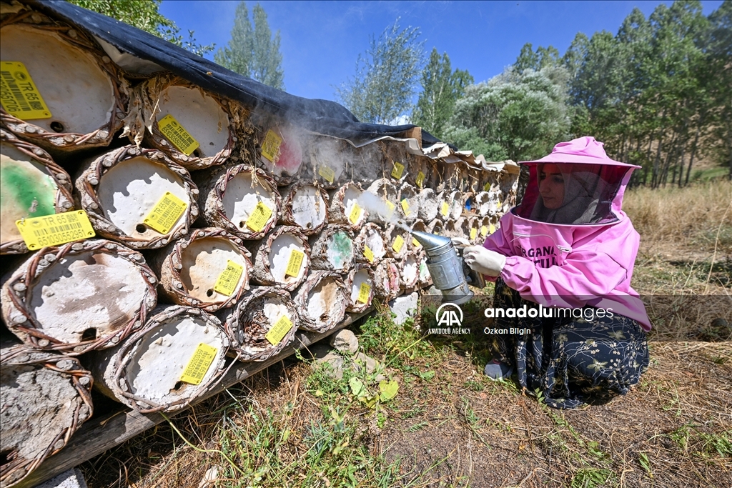 Jinên cilpembe li zozana raqim 2 hezar û 800î dest bi vekirina kewarên hingiv kirin