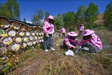 زنان با لباس صورتی در ارتفاعات استان وان عسل برداشت کردند