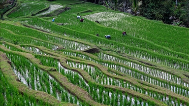 Jatiluwih Rice Terraces in Bali