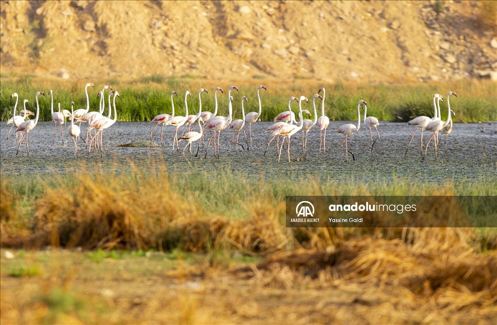 Tunisie : Les flamants roses de la Lagune de Sijoumi