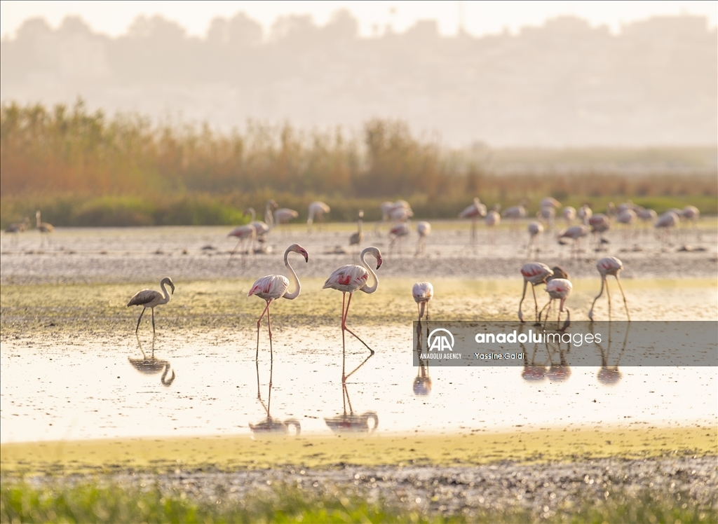 Tunisie : Les flamants roses de la Lagune de Sijoumi