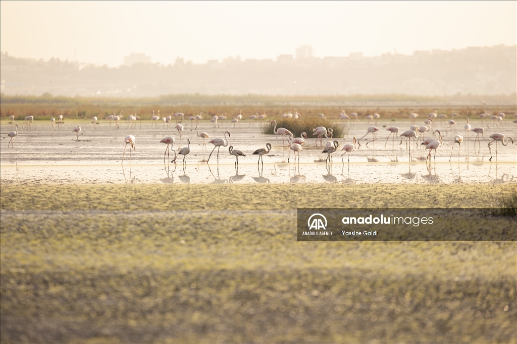 Tunisie : Les flamants roses de la Lagune de Sijoumi