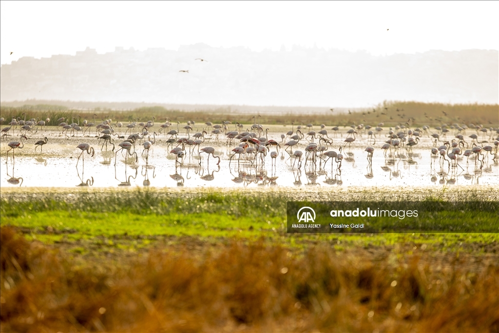 Tunisie : Les flamants roses de la Lagune de Sijoumi