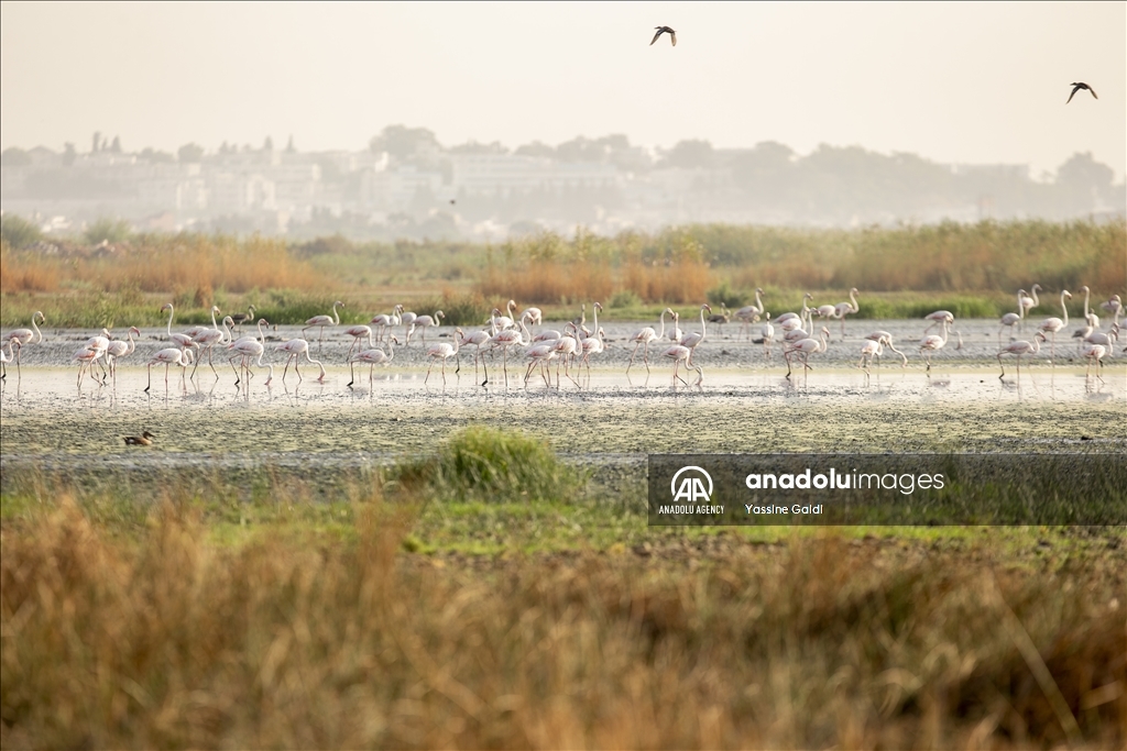 Tunisie : Les flamants roses de la Lagune de Sijoumi