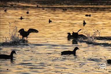 Les foulques eurasiennes nagent au coucher du soleil au lac Mugan à Ankara