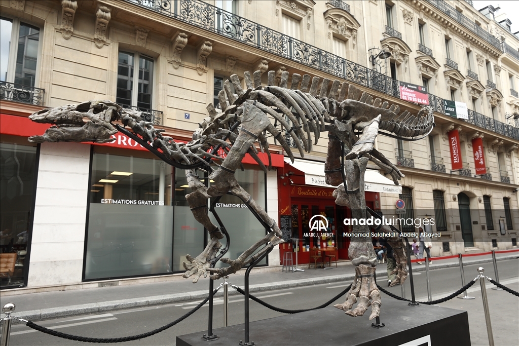 Paris : Un squelette de dinosaure vieux de 150 millions d'années sera vendu aux enchères le 20 octobre prochain