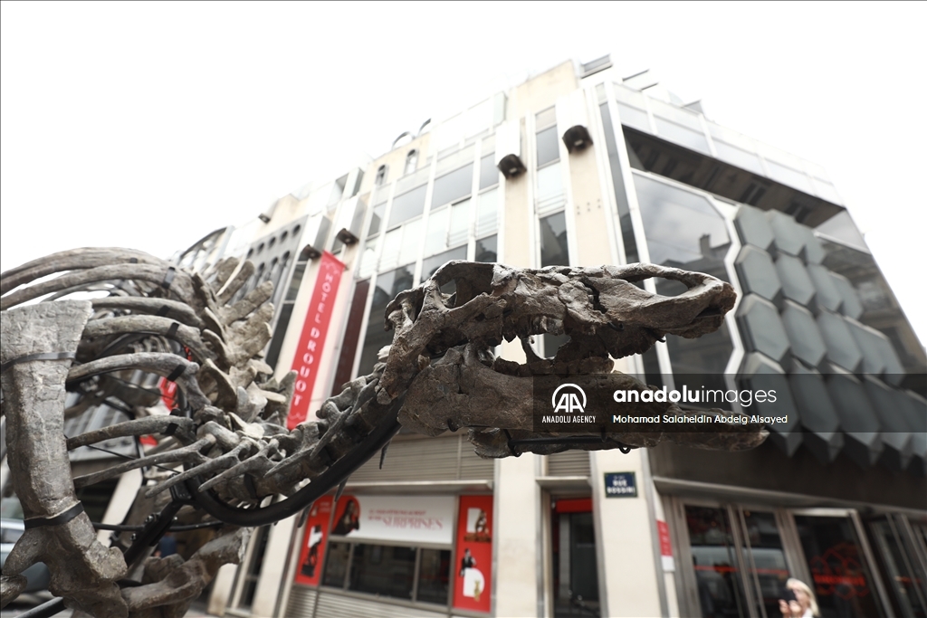 Paris : Un squelette de dinosaure vieux de 150 millions d'années sera vendu aux enchères le 20 octobre prochain
