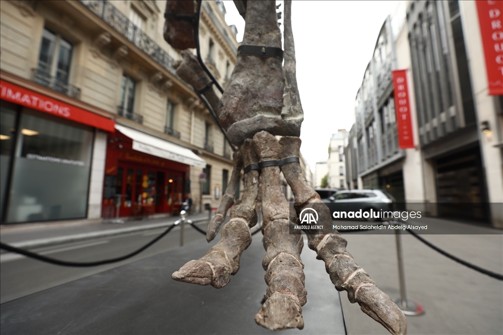 Paris : Un squelette de dinosaure vieux de 150 millions d'années sera vendu aux enchères le 20 octobre prochain