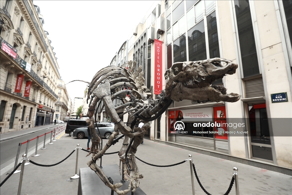 Paris : Un squelette de dinosaure vieux de 150 millions d'années sera vendu aux enchères le 20 octobre prochain