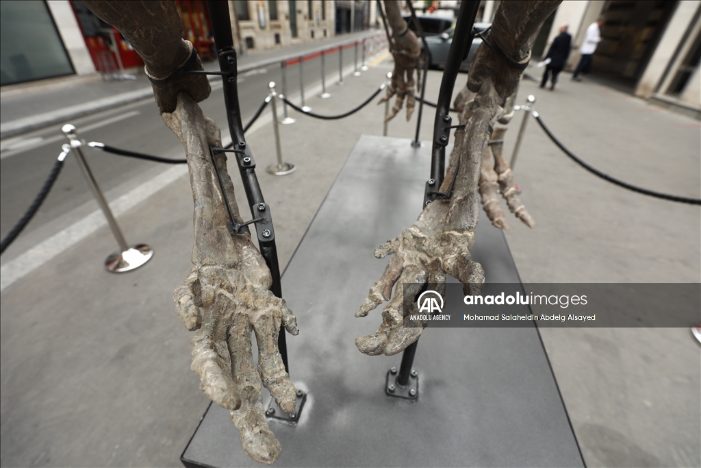 Paris : Un squelette de dinosaure vieux de 150 millions d'années sera vendu aux enchères le 20 octobre prochain