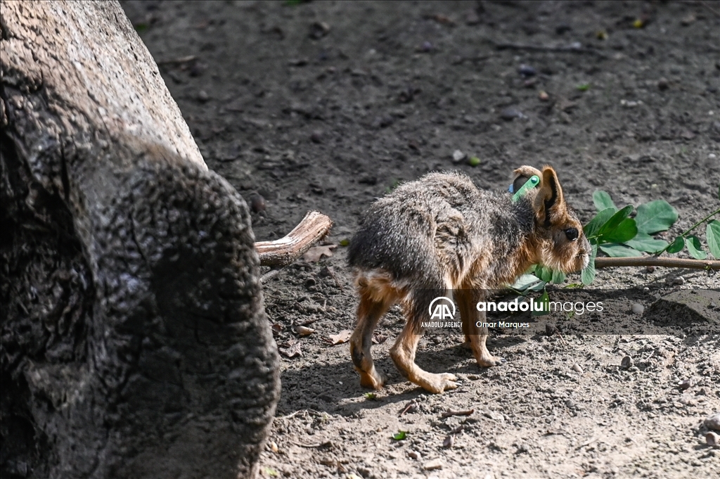 Newborn endangered Patagonian Mara at the Wroclaw Zoo
