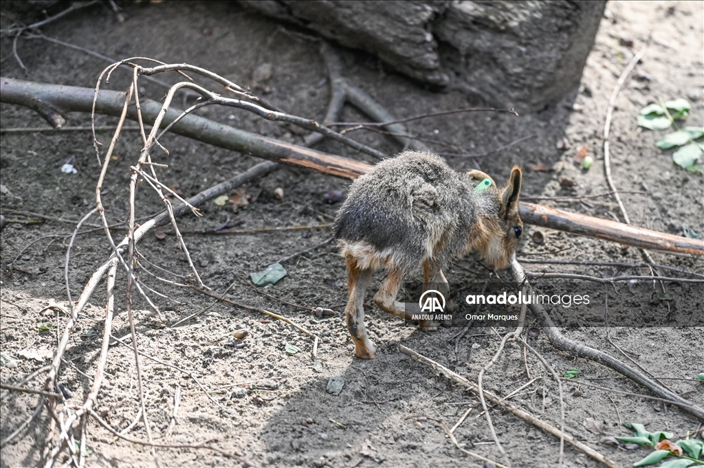 Newborn endangered Patagonian Mara at the Wroclaw Zoo