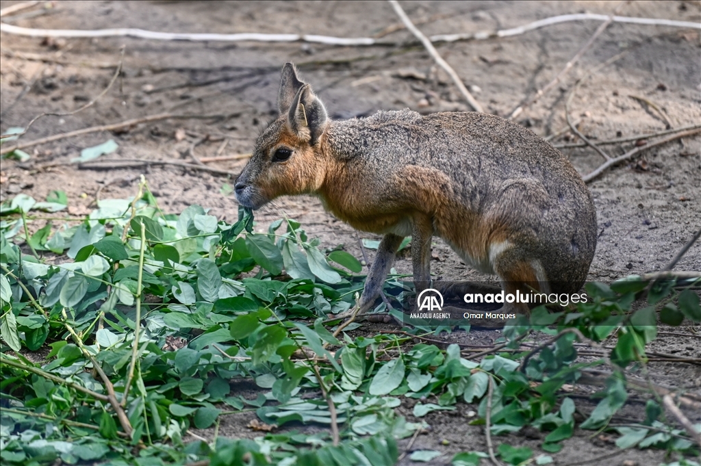 Newborn endangered Patagonian Mara at the Wroclaw Zoo