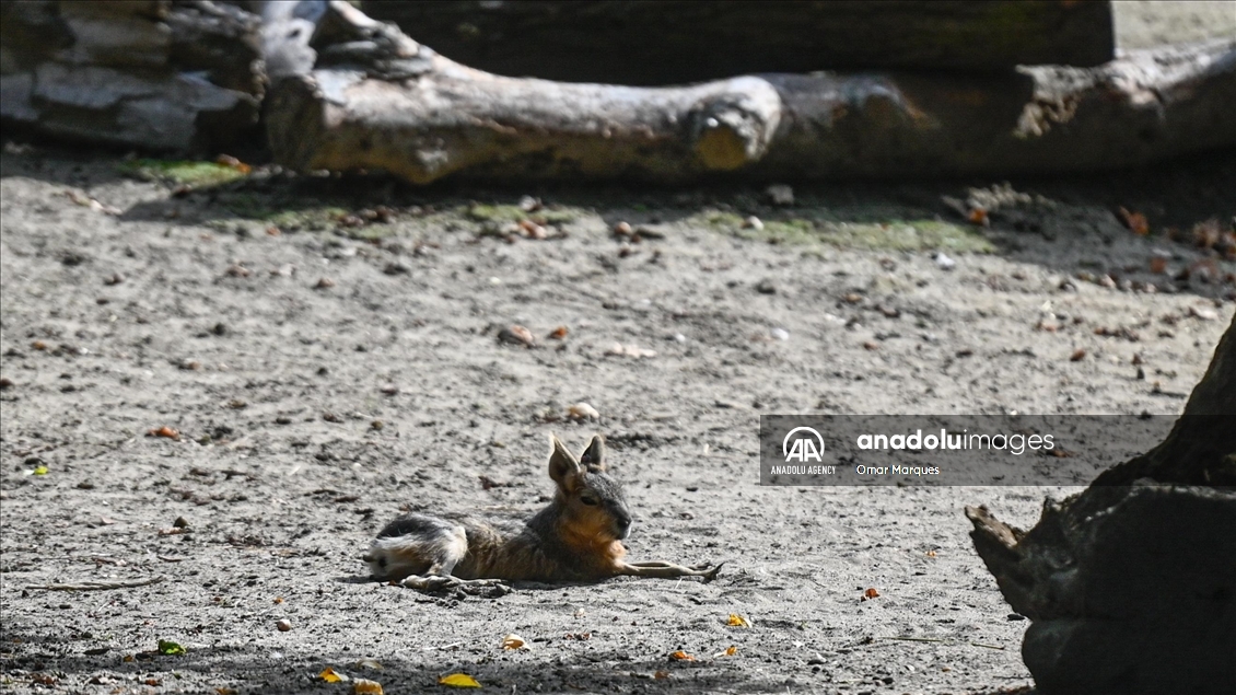 Newborn endangered Patagonian Mara at the Wroclaw Zoo