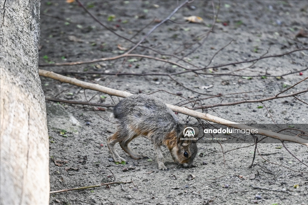 Newborn endangered Patagonian Mara at the Wroclaw Zoo