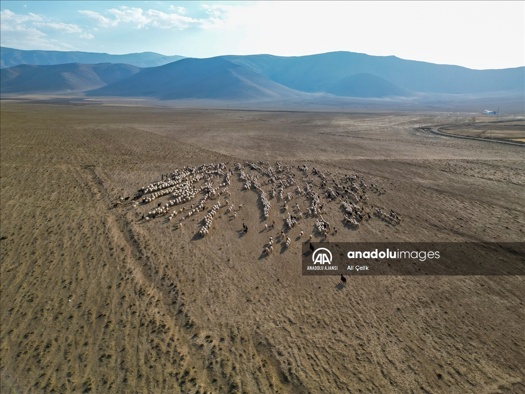 Van'da yayla dönüşü susuzluktan bitkin düşen koyunlara tankerlerle su taşındı