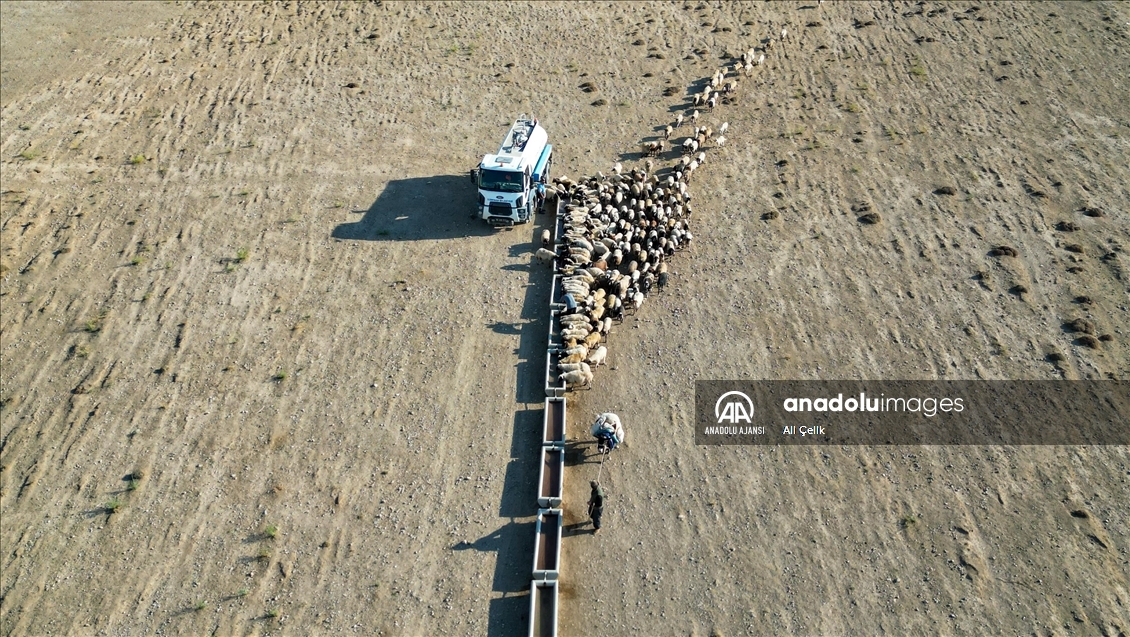 Van'da yayla dönüşü susuzluktan bitkin düşen koyunlara tankerlerle su taşındı