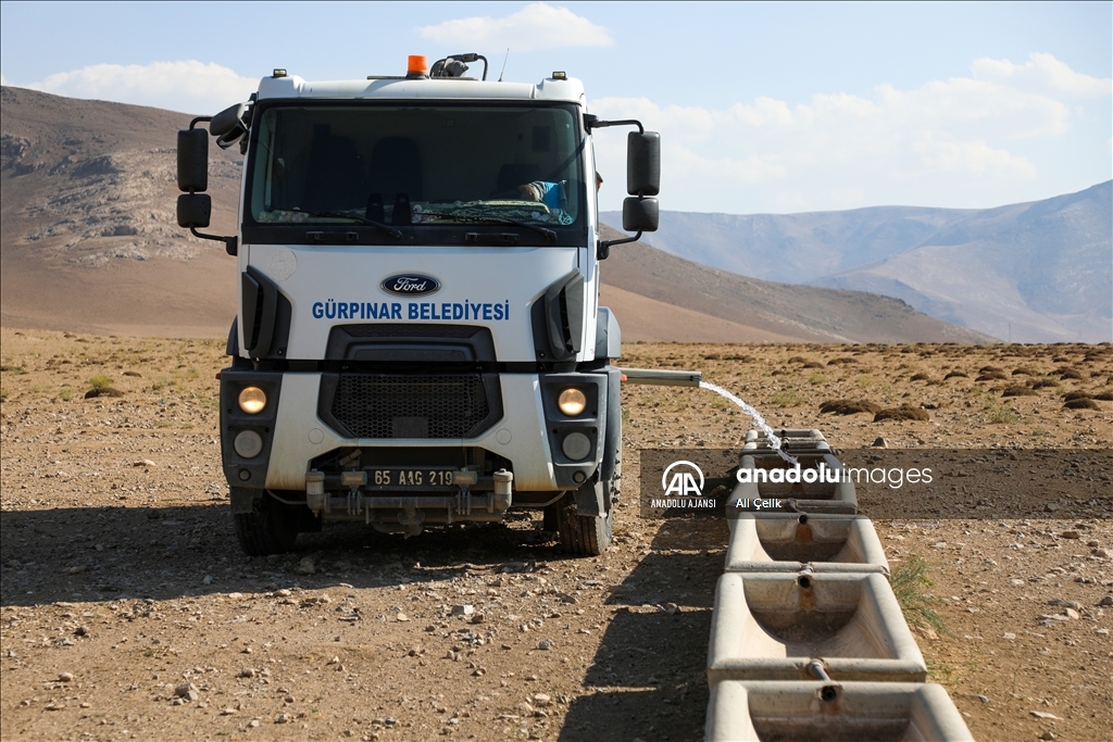Van'da yayla dönüşü susuzluktan bitkin düşen koyunlara tankerlerle su taşındı