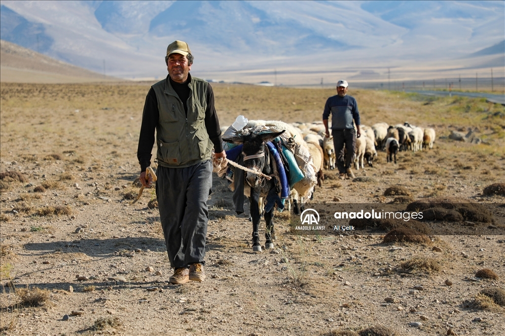 Van'da yayla dönüşü susuzluktan bitkin düşen koyunlara tankerlerle su taşındı