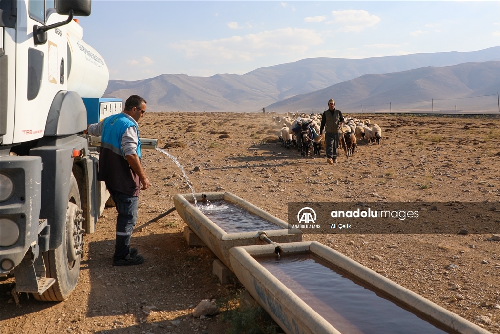 Van'da yayla dönüşü susuzluktan bitkin düşen koyunlara tankerlerle su taşındı