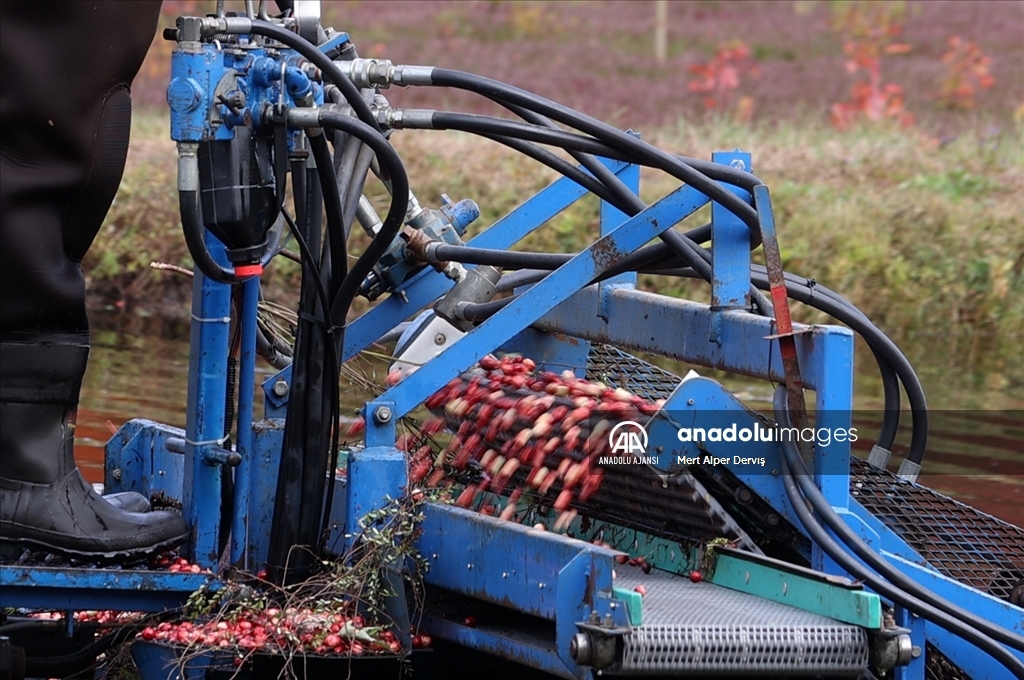 Kanada’nın Muskoka kentinde kızılcık hasadı başladı