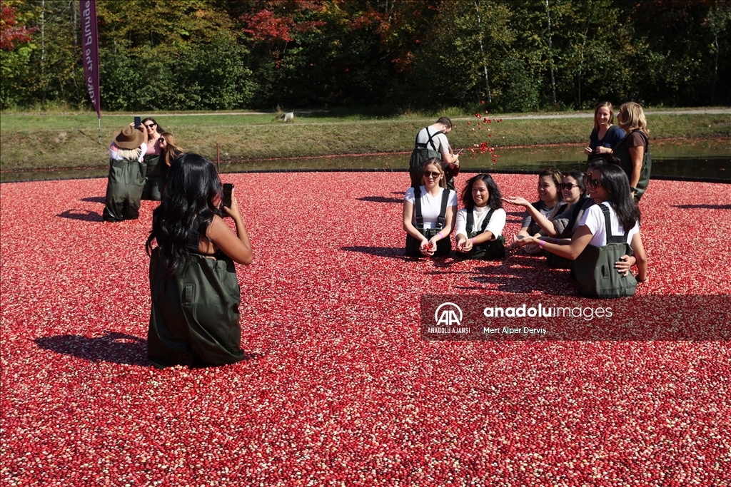 Kanada’nın Muskoka kentinde kızılcık hasadı başladı