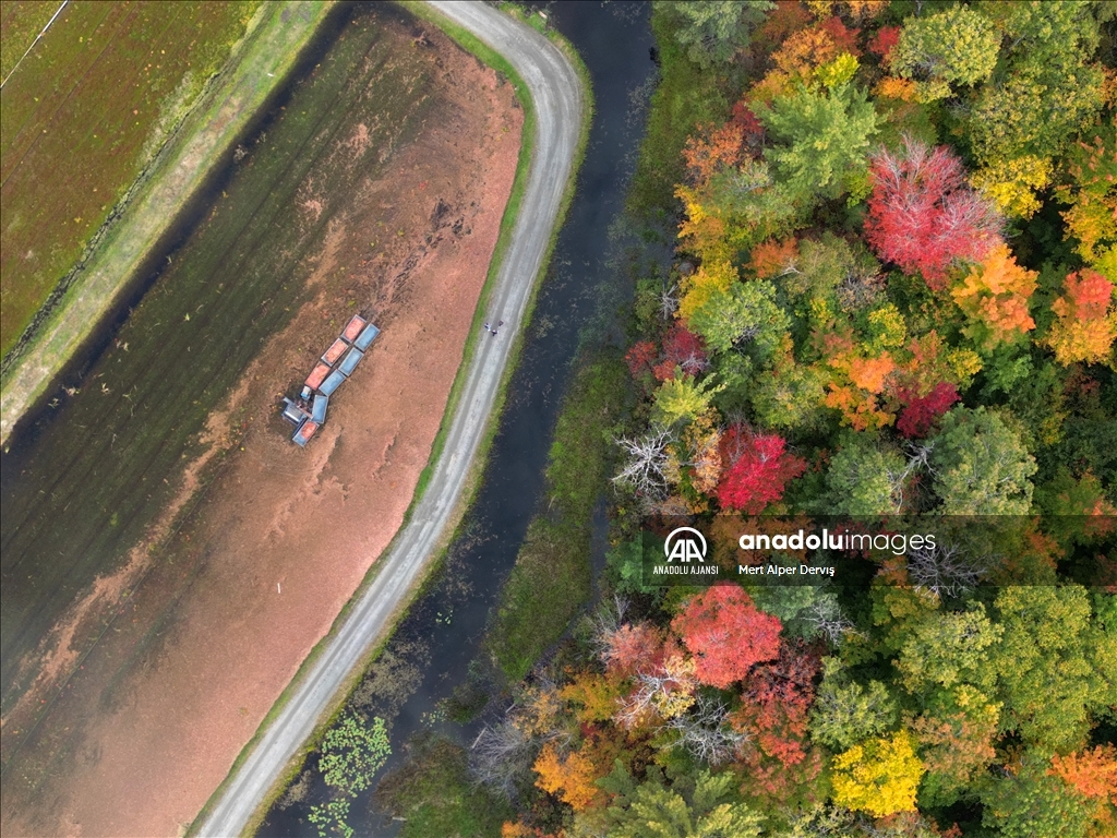 Kanada’nın Muskoka kentinde kızılcık hasadı başladı