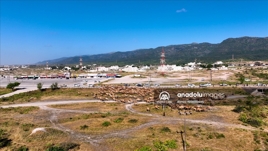 Zufar'ın çöl develeri, baharın gelişiyle otlatma mevsimine hazır