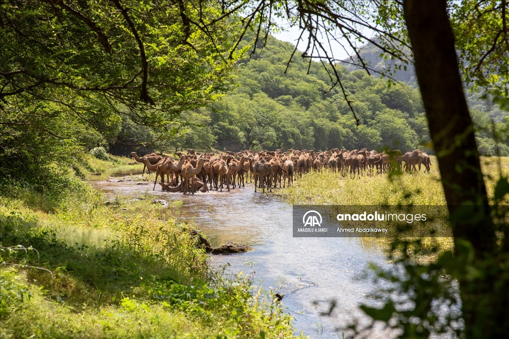 Zufar'ın çöl develeri, baharın gelişiyle otlatma mevsimine hazır