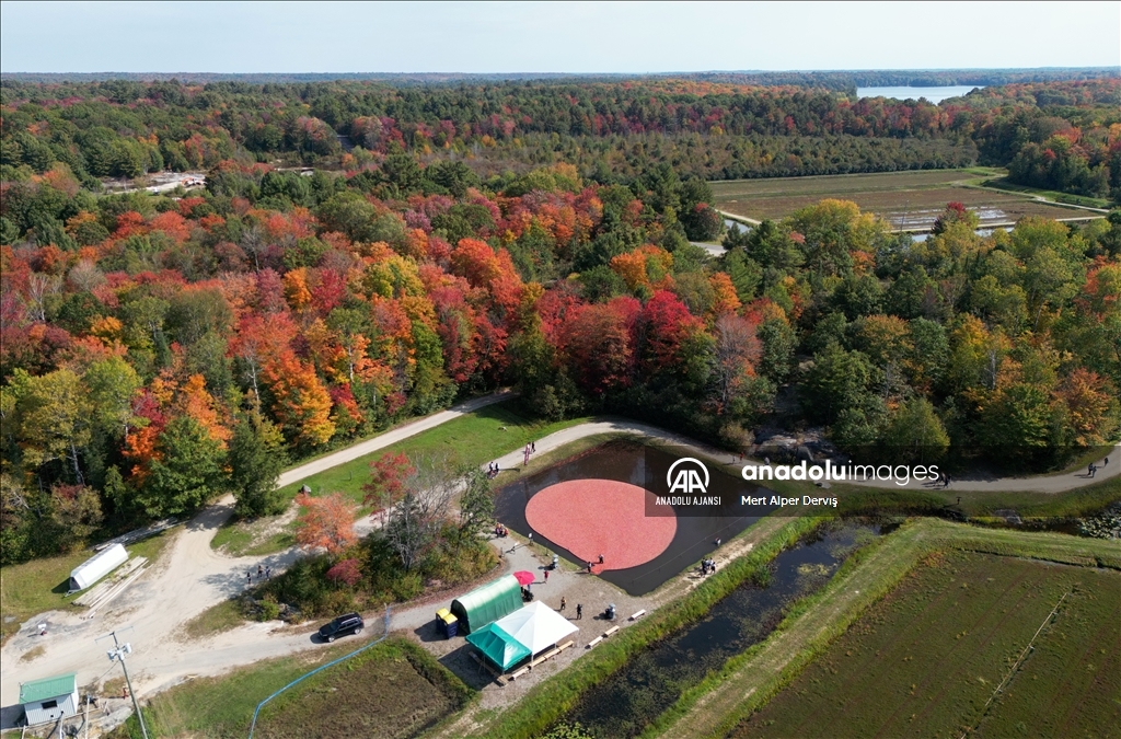 Kanada’nın Muskoka kentinde kızılcık hasadı başladı