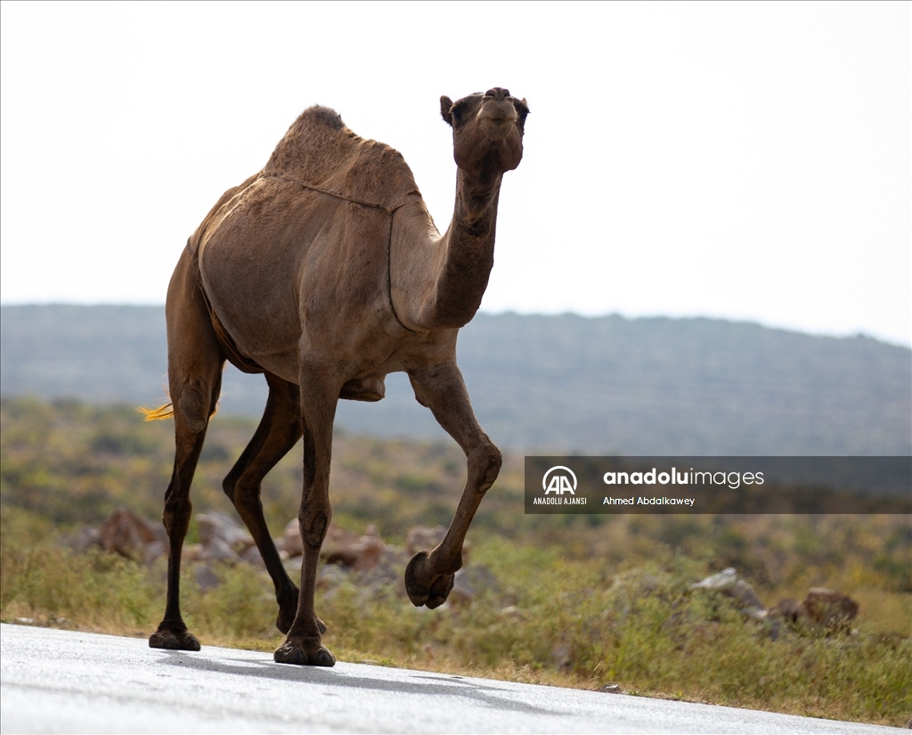 Zufar'ın çöl develeri, baharın gelişiyle otlatma mevsimine hazır