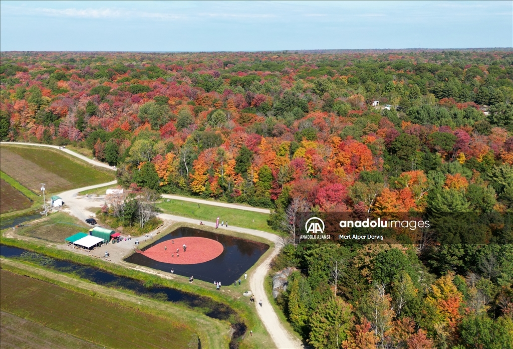 Kanada’nın Muskoka kentinde kızılcık hasadı başladı