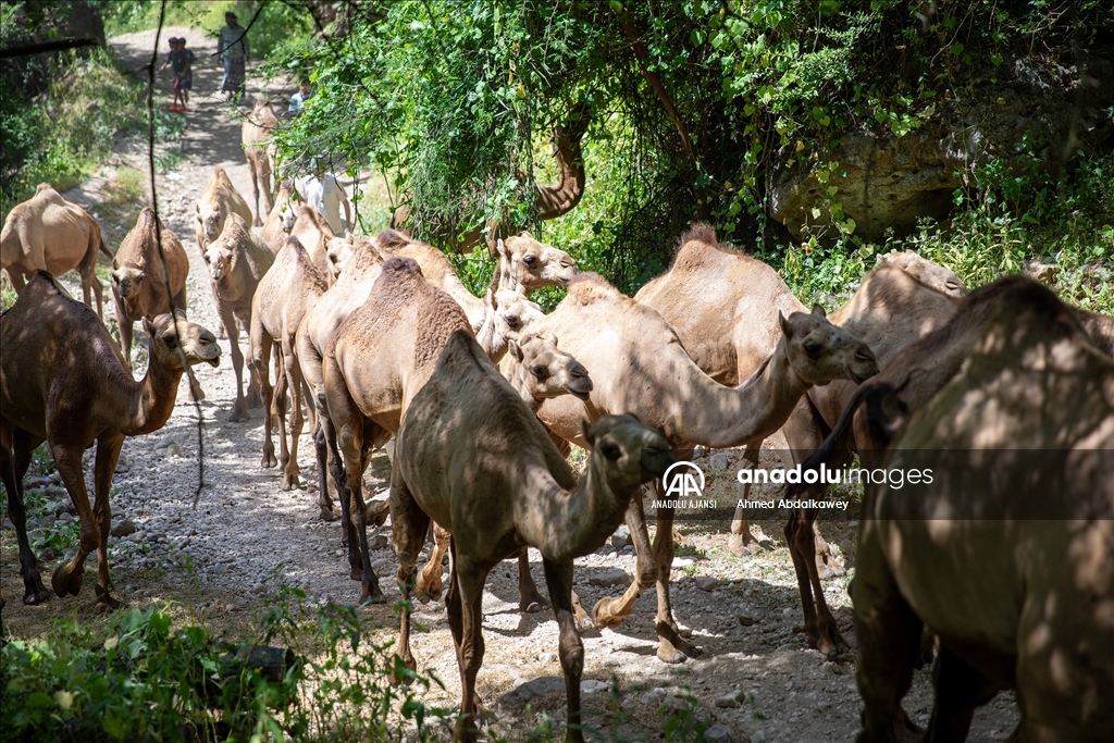 Zufar'ın çöl develeri, baharın gelişiyle otlatma mevsimine hazır