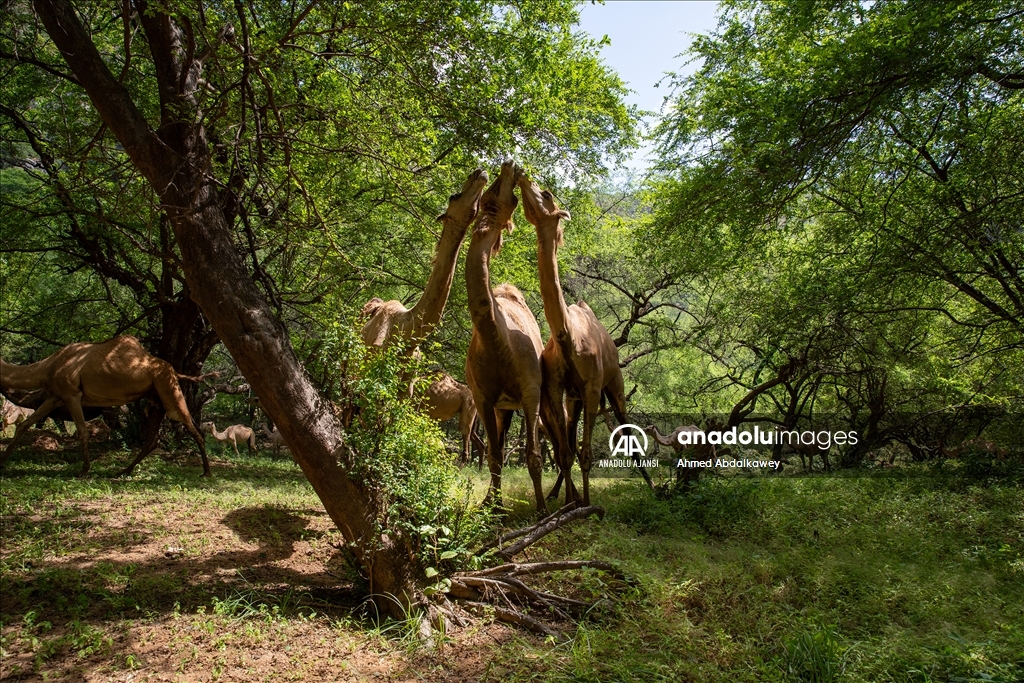 Zufar'ın çöl develeri, baharın gelişiyle otlatma mevsimine hazır