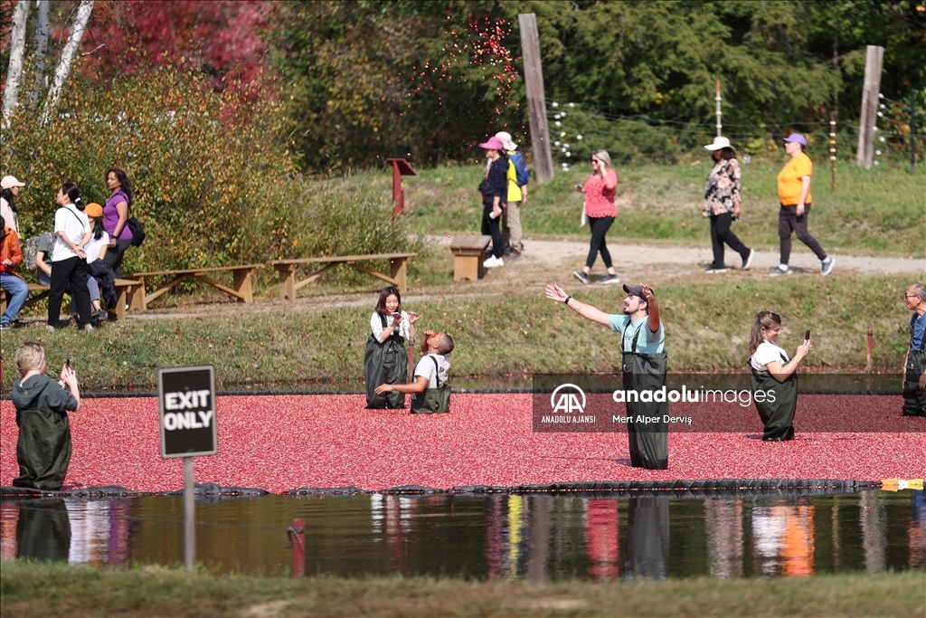 Kanada’nın Muskoka kentinde kızılcık hasadı başladı