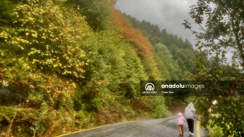 Осень раскрасила яркими красками лесные массивы турецкой провинции Дюздже