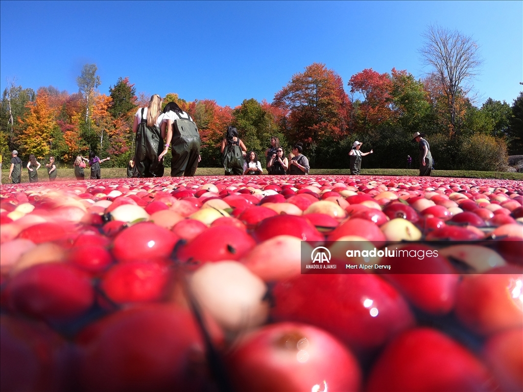 Kanada’nın Muskoka kentinde kızılcık hasadı başladı