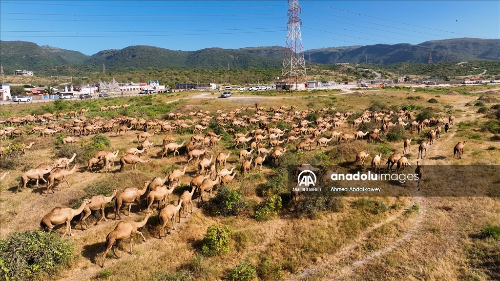 Hêştirên çolê yên Zufarê bi hatina biharê ra ji bo çêrandinê amade ne